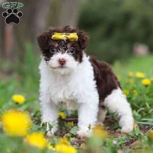 Avery, Yorkie Poo Puppy